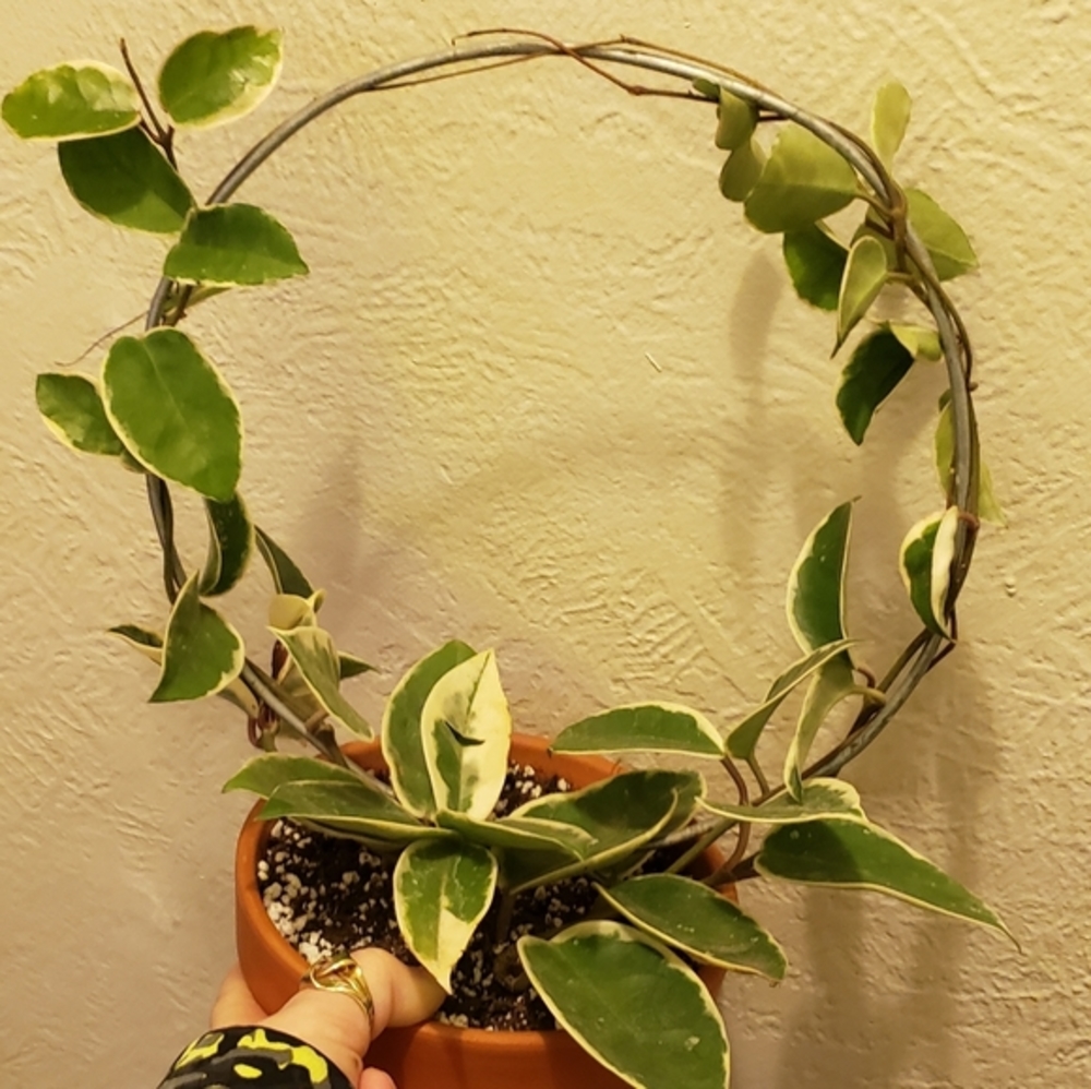 3 pack 8" or 10" Hoop trellis for vining potted plants Handmande